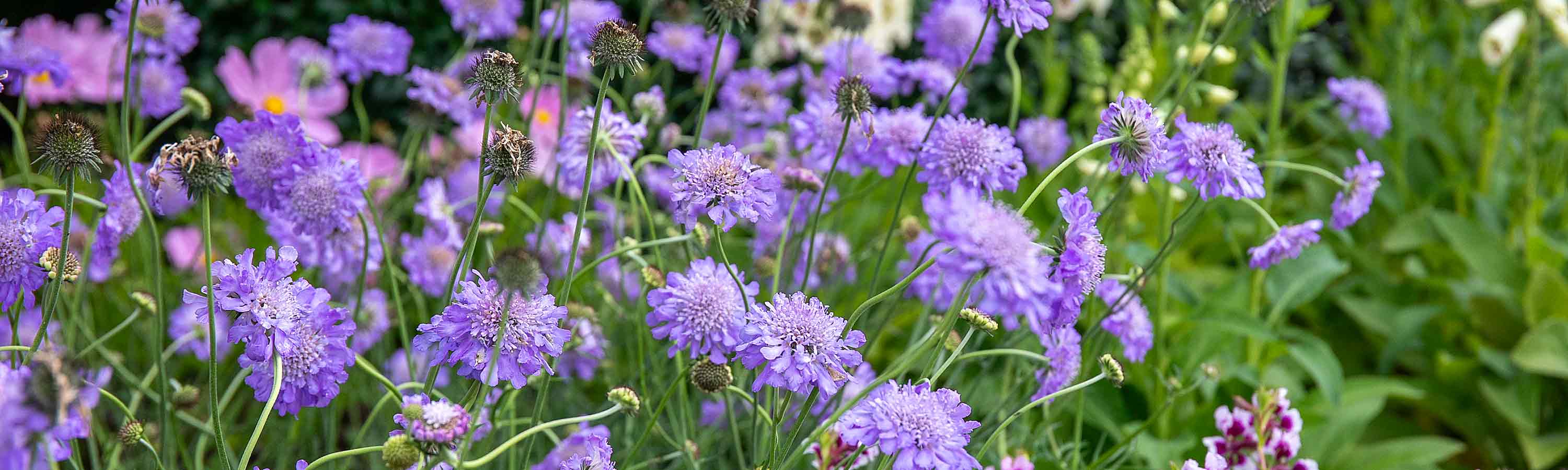 Scabious Plants | Scabious Plants for Sale | Buy Scabious Plants Online ...