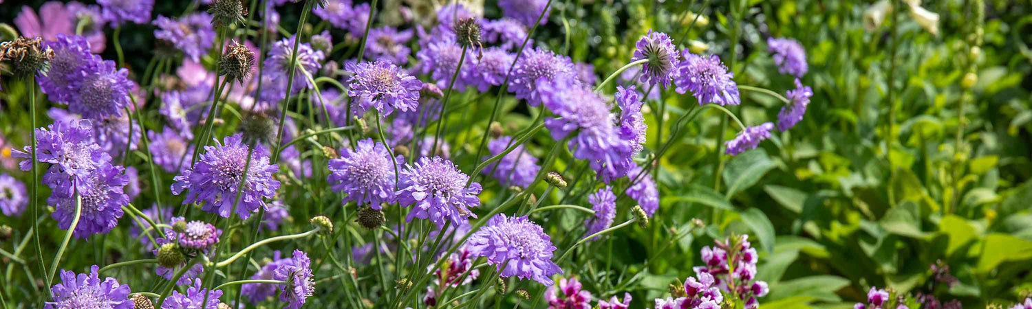 Scabious Seeds