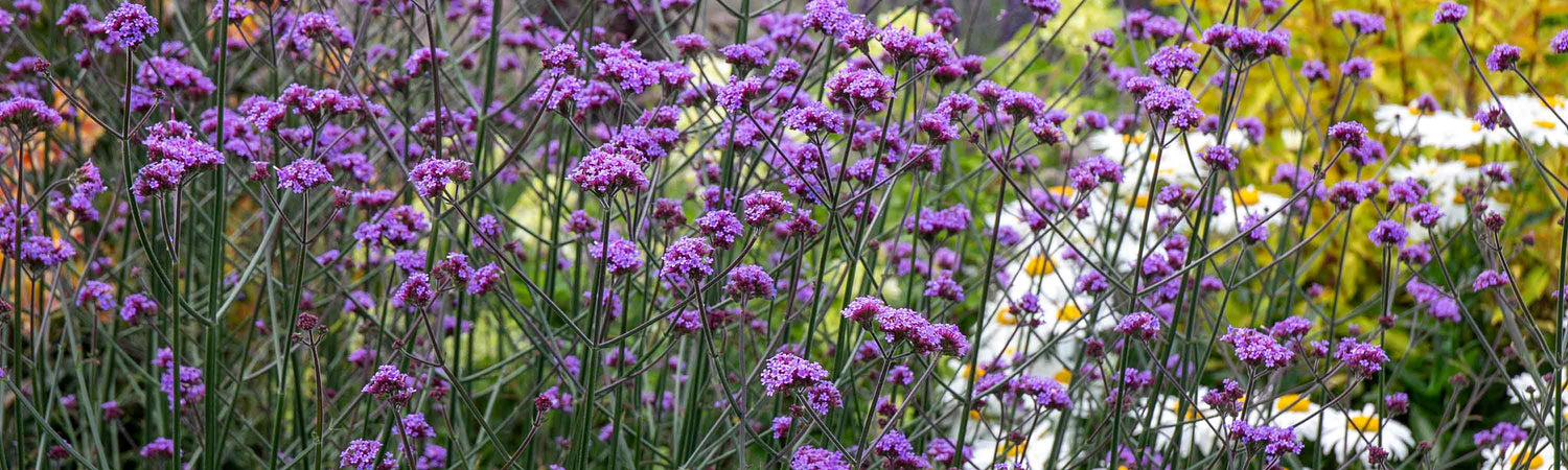 Verbena Seeds