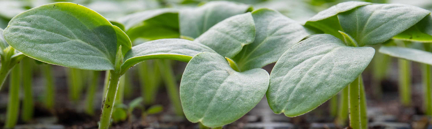 Gardeners World Email GWE110