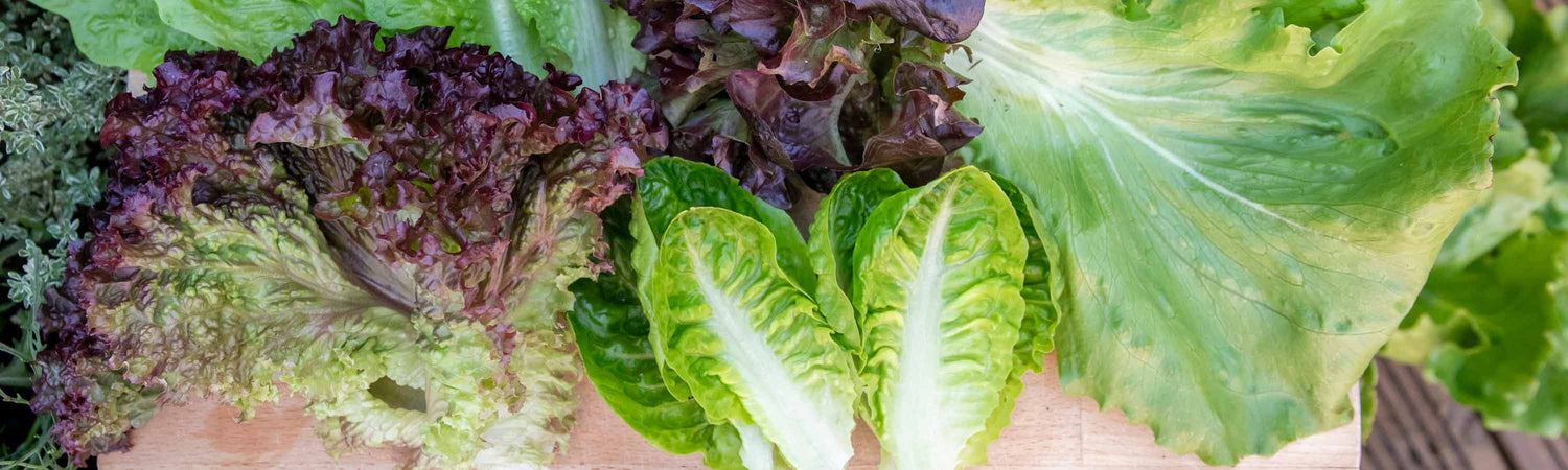 Spring Planting Vegetables