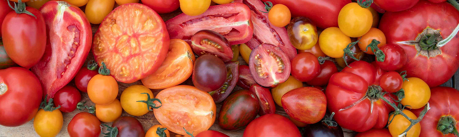 Tomato Plants