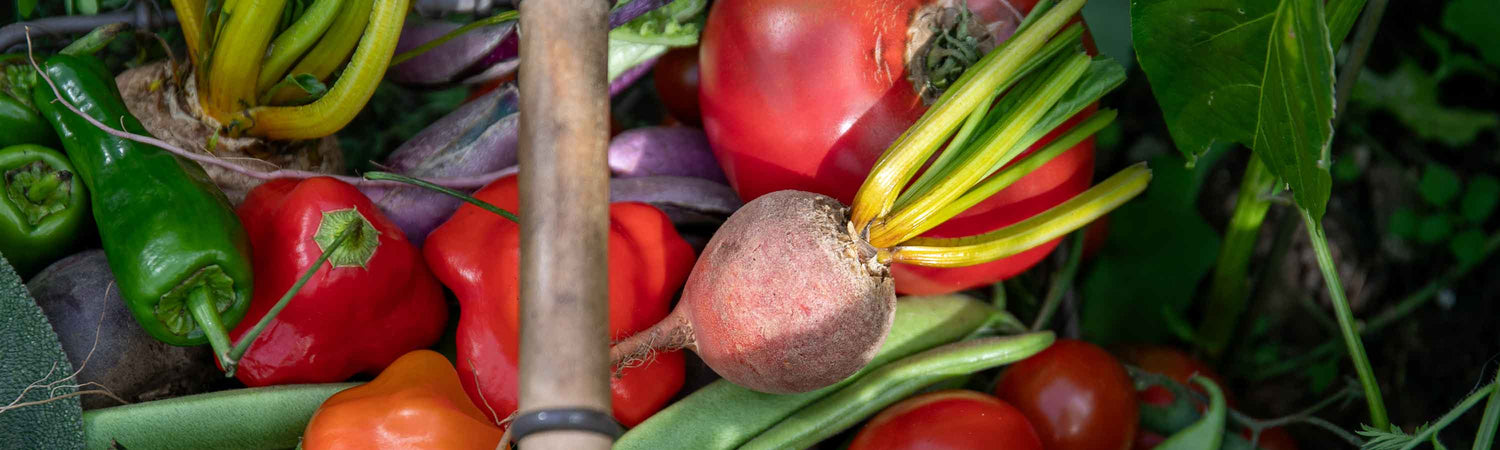 Seeds to Sow in May