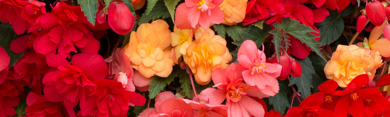 Garden News Reader Offer GNR103