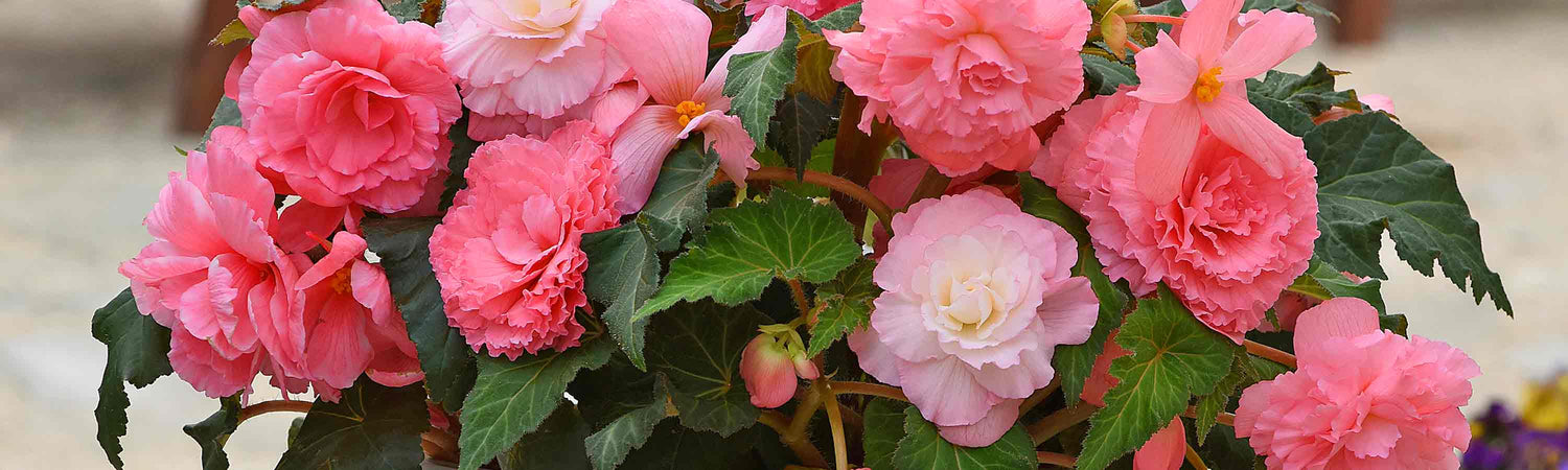 June Despatch Bedding