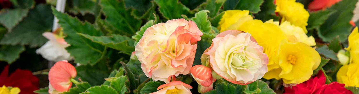 Begonia Seeds