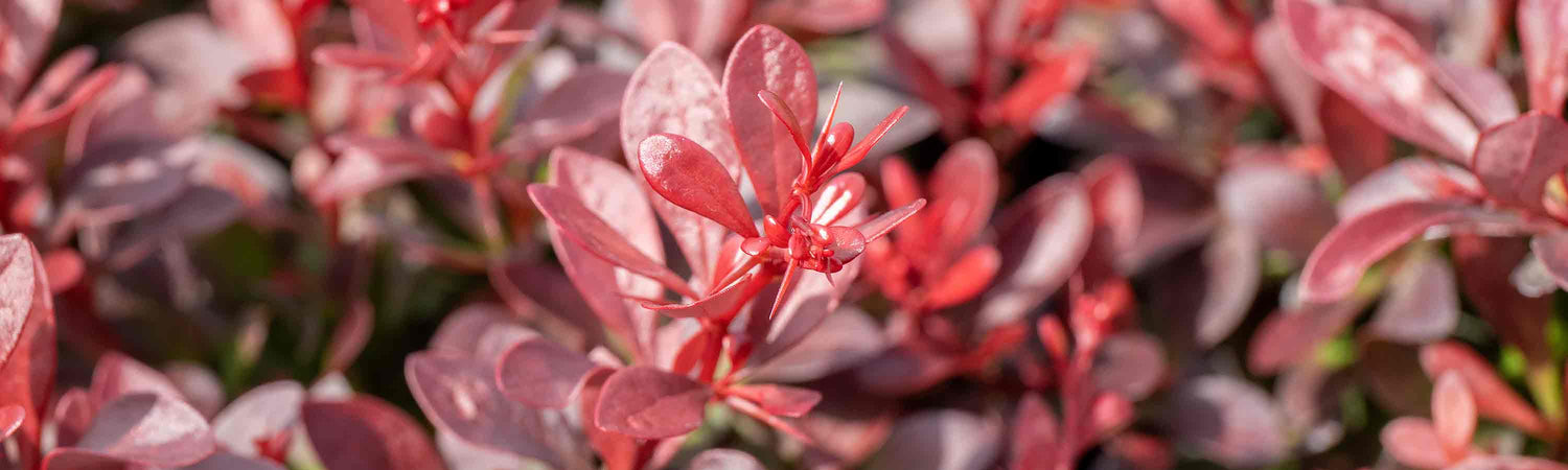 May Despatch Shrubs