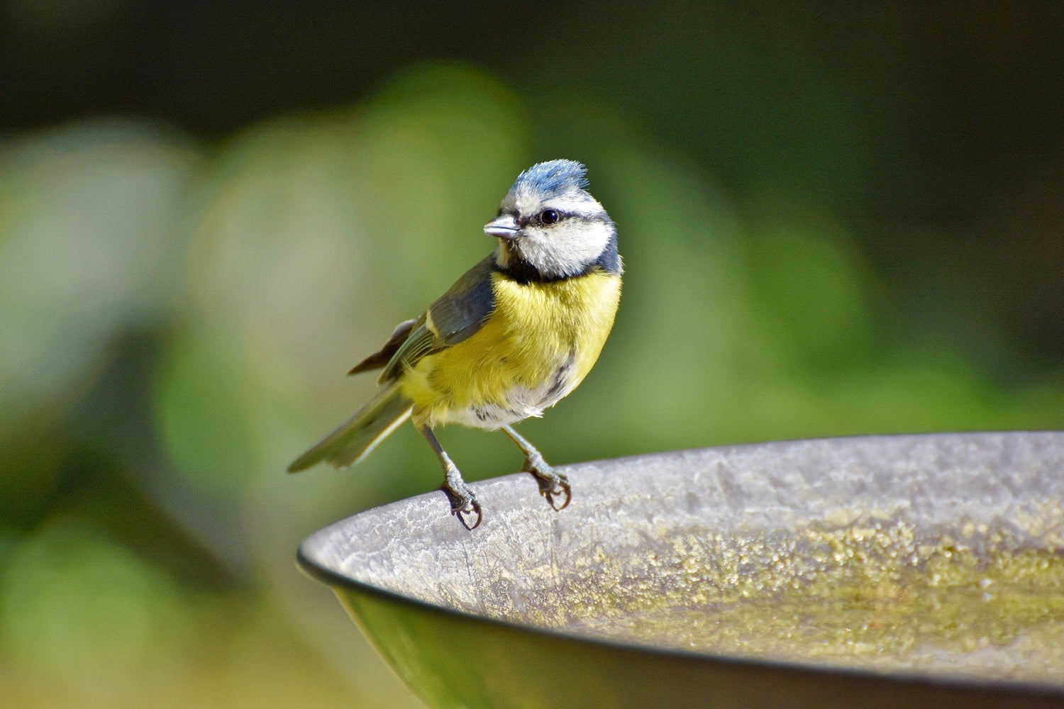 Bird Bath