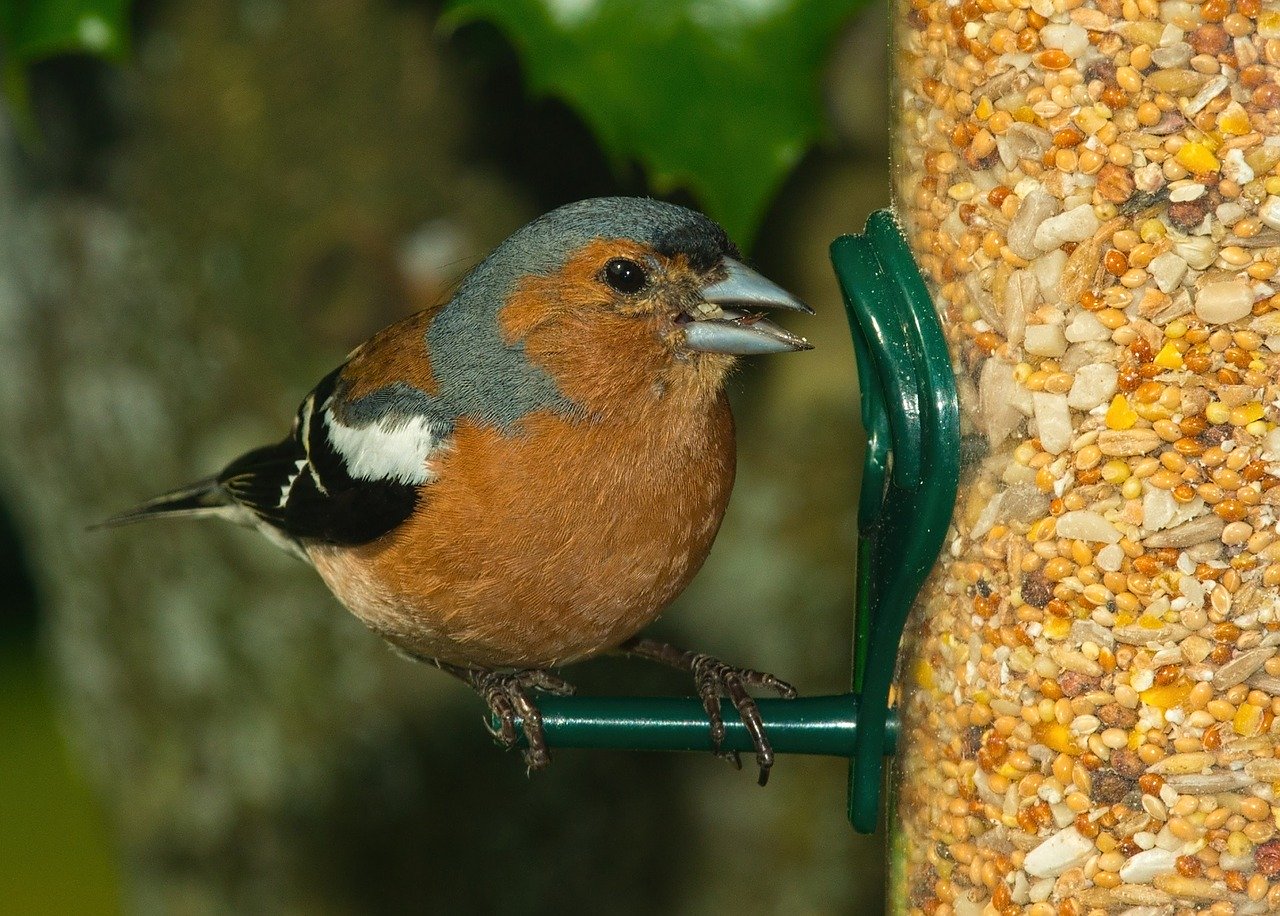 Bird Feeders