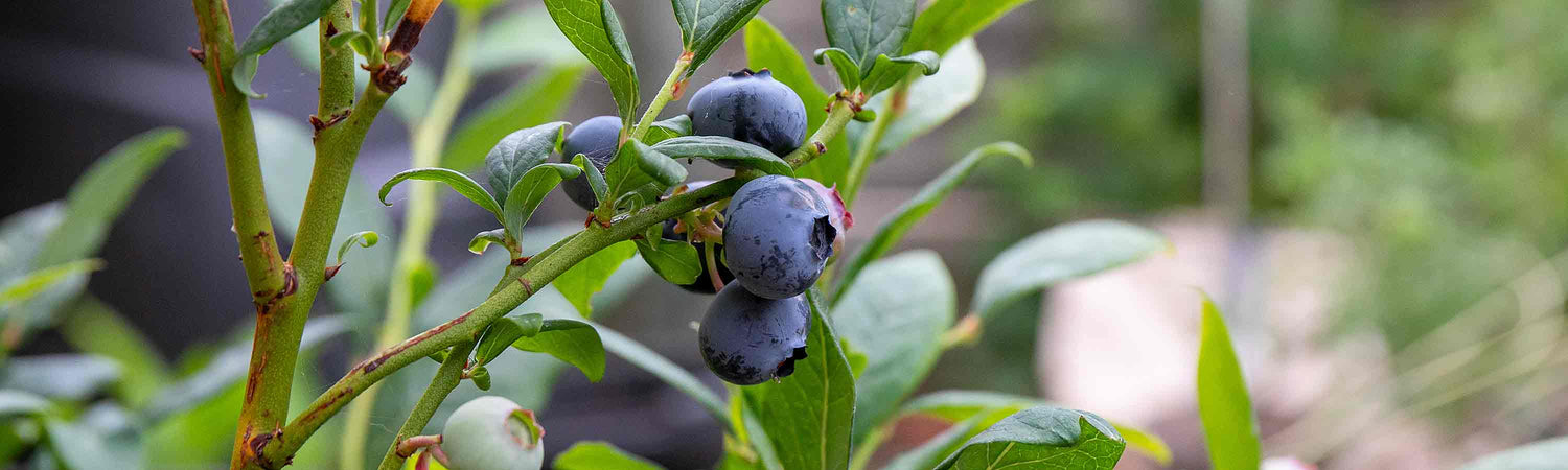 March Soft Fruit Despatch