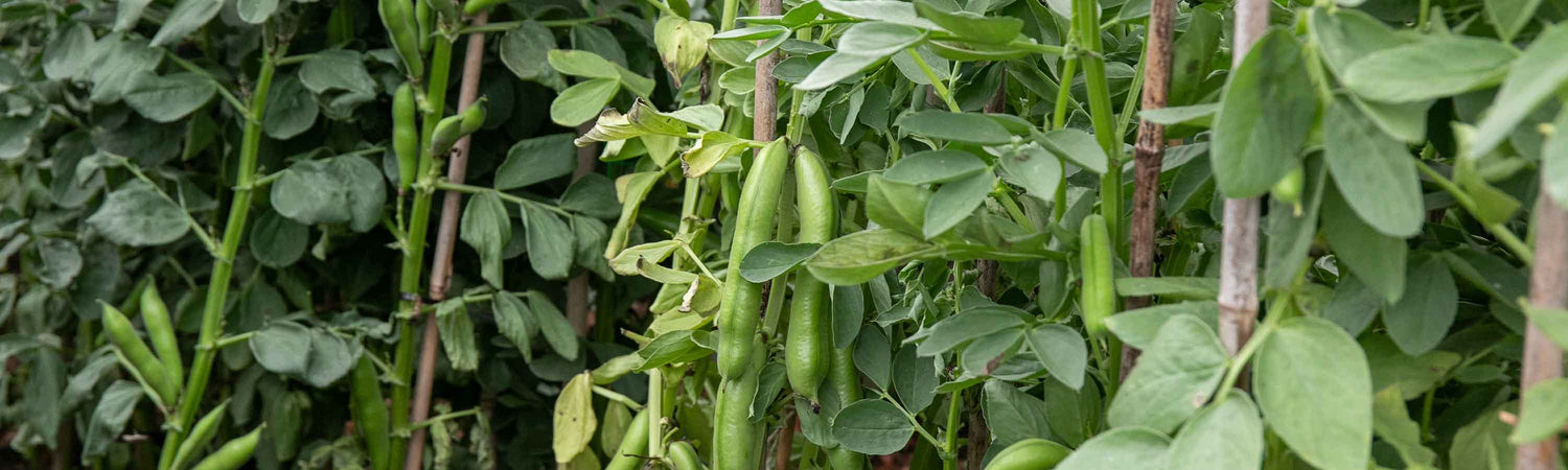 Seeds to Sow in October