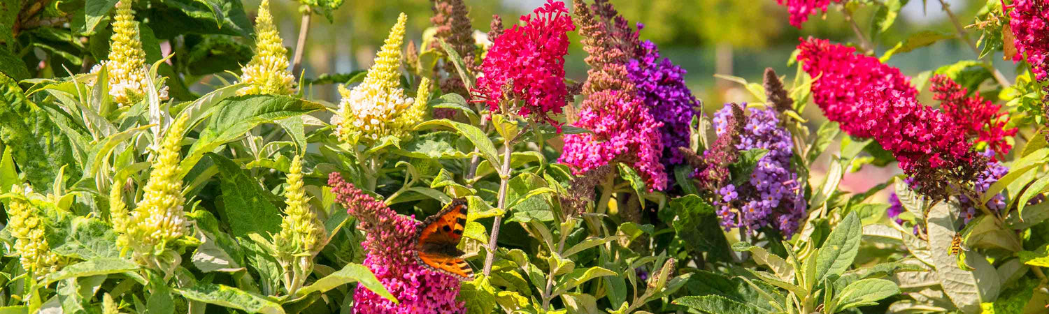 Compact Buddleja Plants