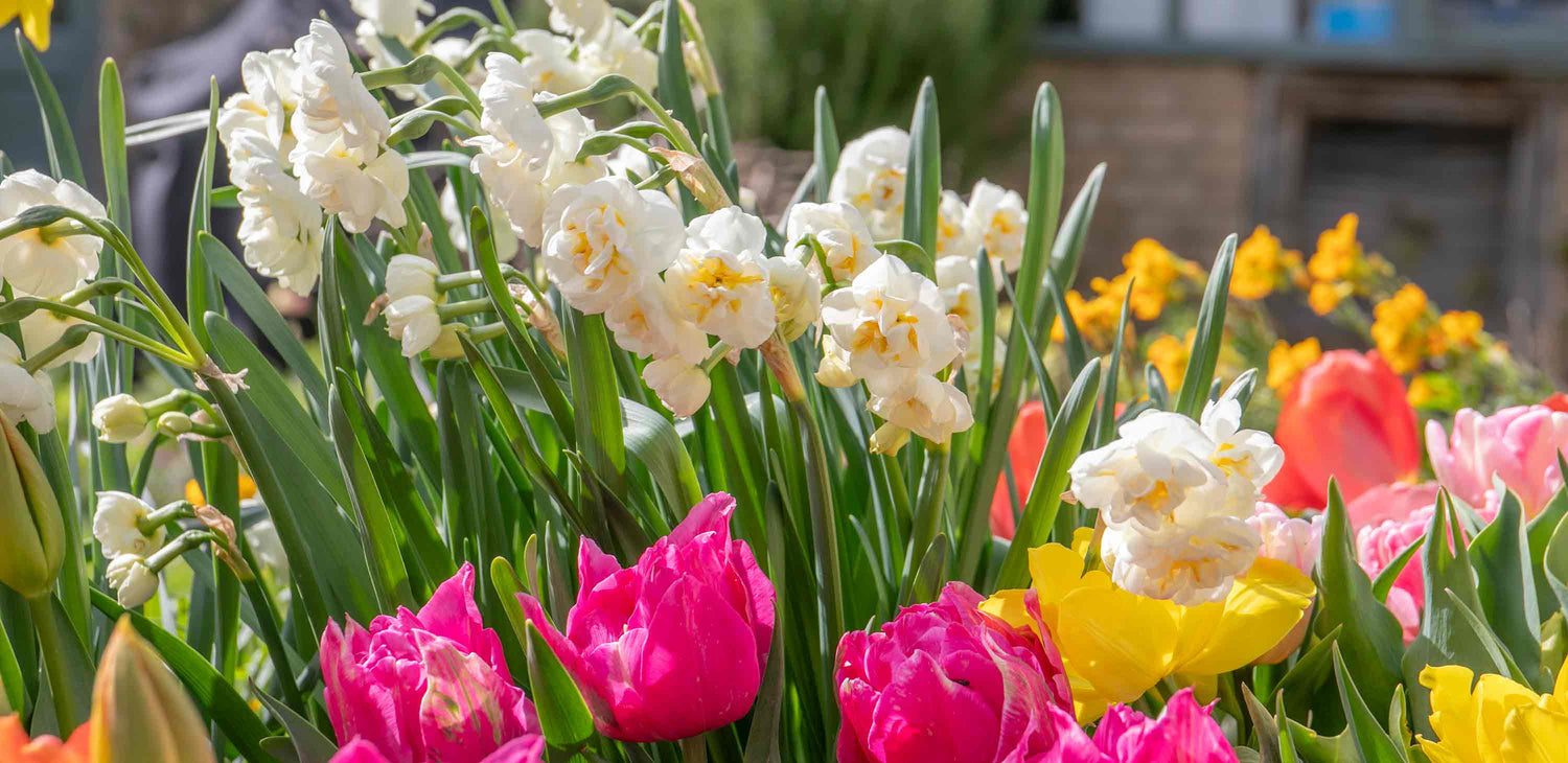 Spring Bulbs Deal