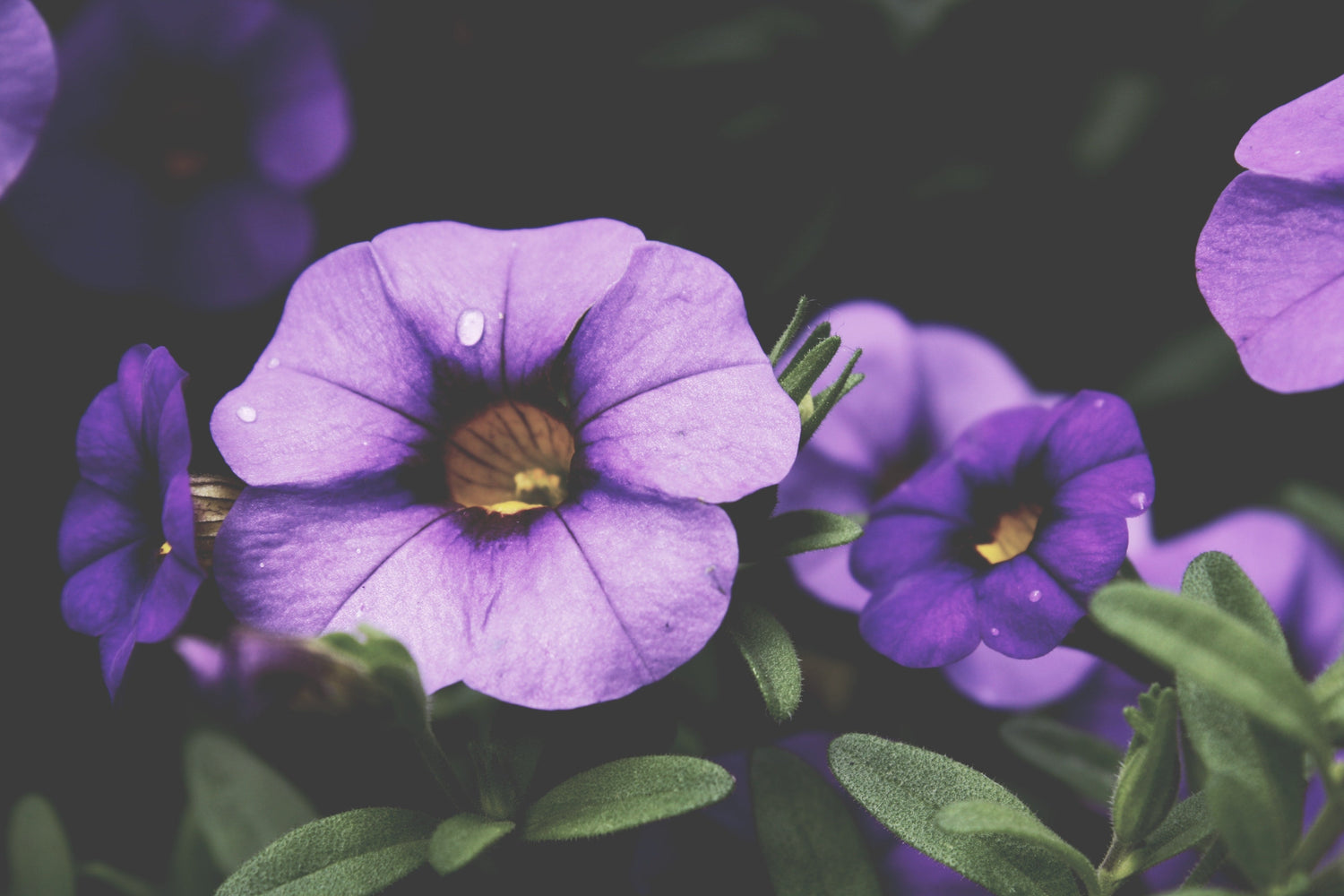 Calibrachoa Plants