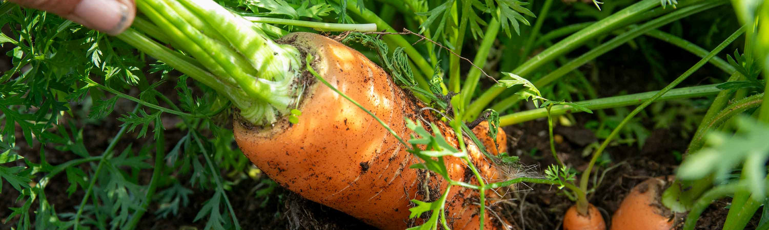 Seeds to Sow in August