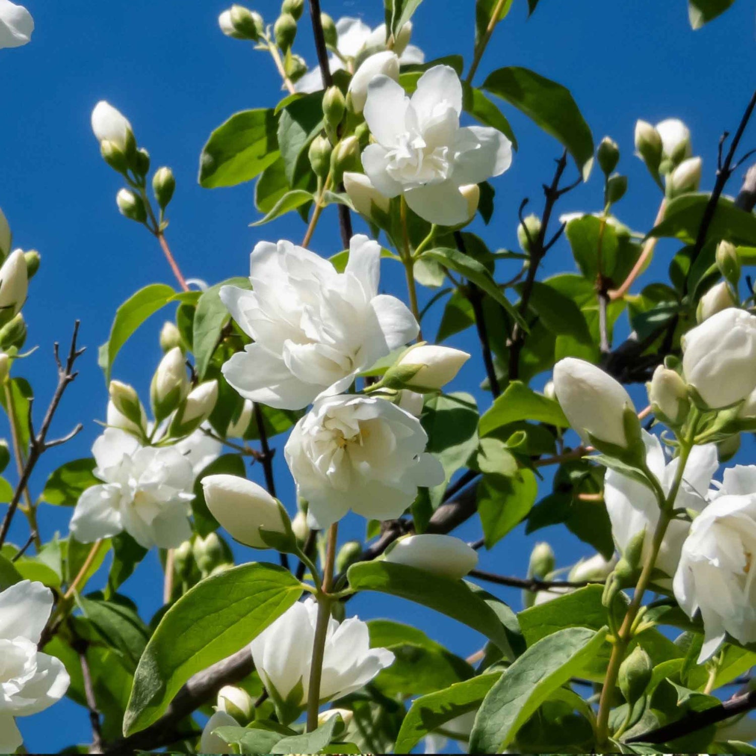 Gardeners World Email GWE133
