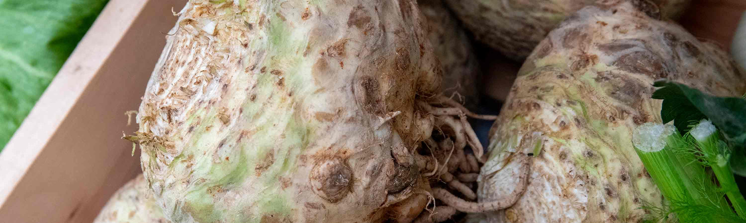Celeriac Plants