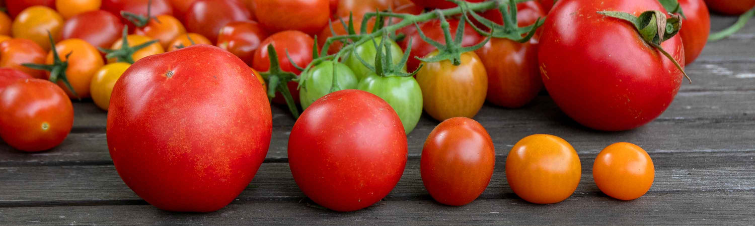 Mid May Tomatoes Despatch