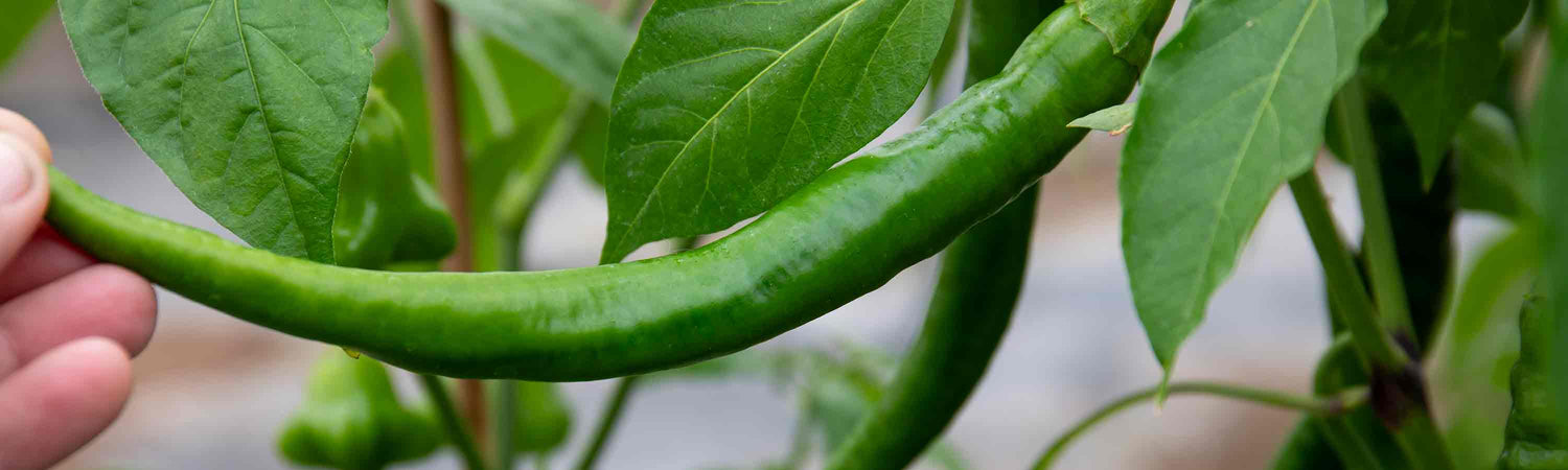 Chillis and Pepper Offer