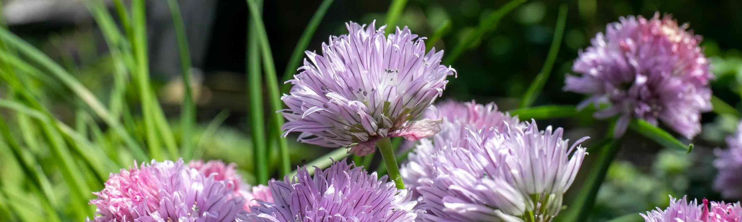 Chive Seeds