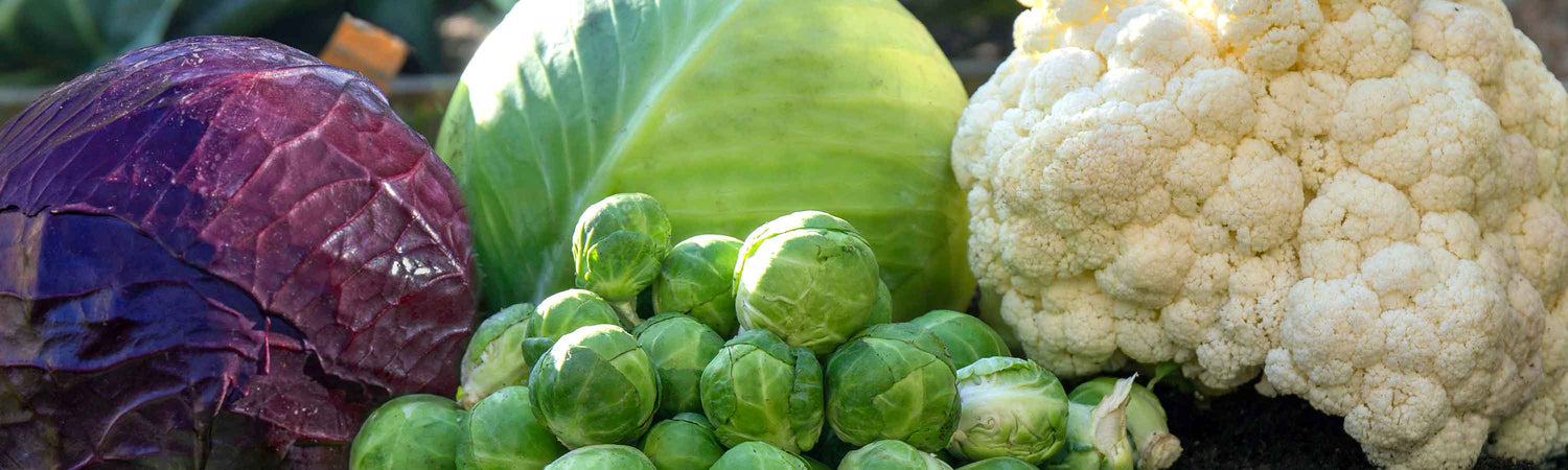 2 for £16 Autumn Planting Vegetables