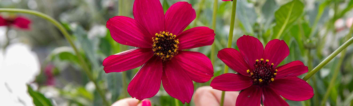 Chocolate Scented Cosmos