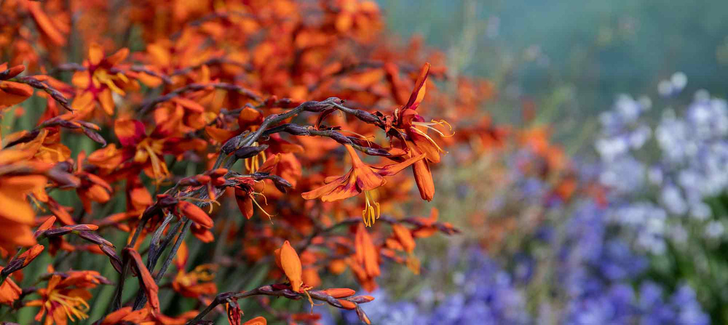 Crocosmia Bulbs