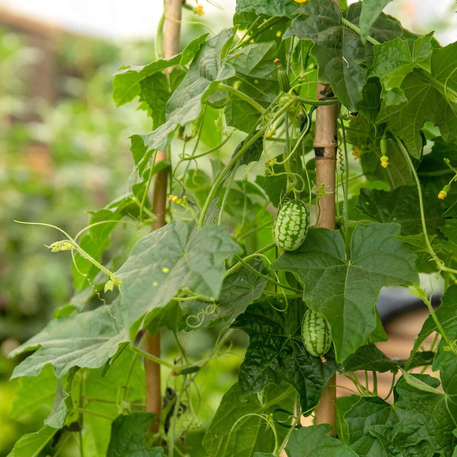 Gardeners World GWA102