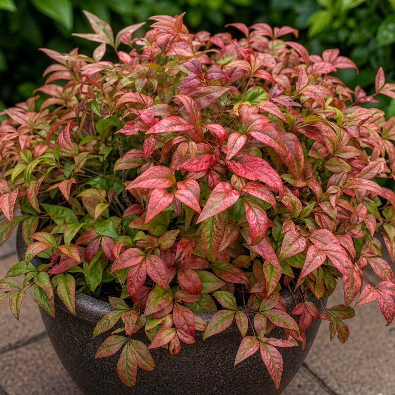 Gardeners World GWSP101