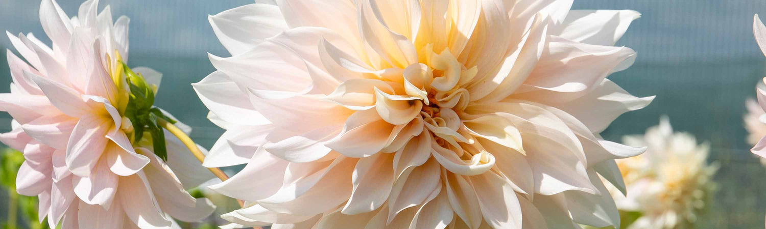 Dahlia Tubers Offers