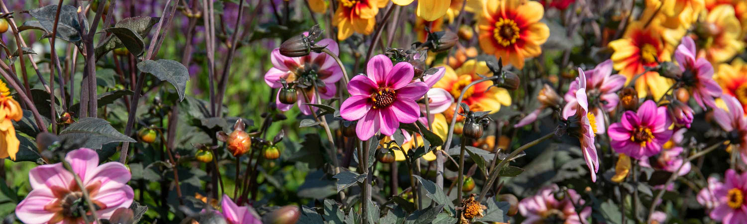 Dahlia Garden Ready Plugs Offer