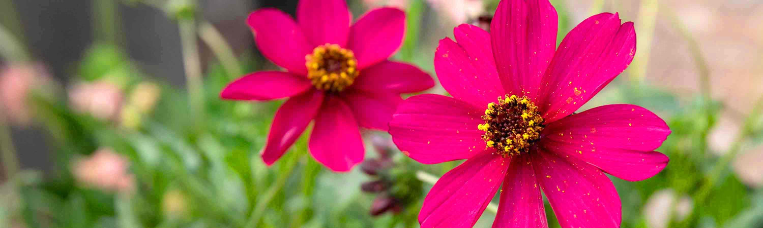 May Despatch Perennials