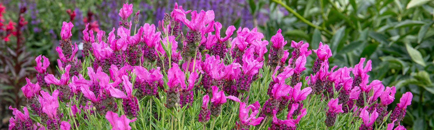 Perennial Jumbo Plugs