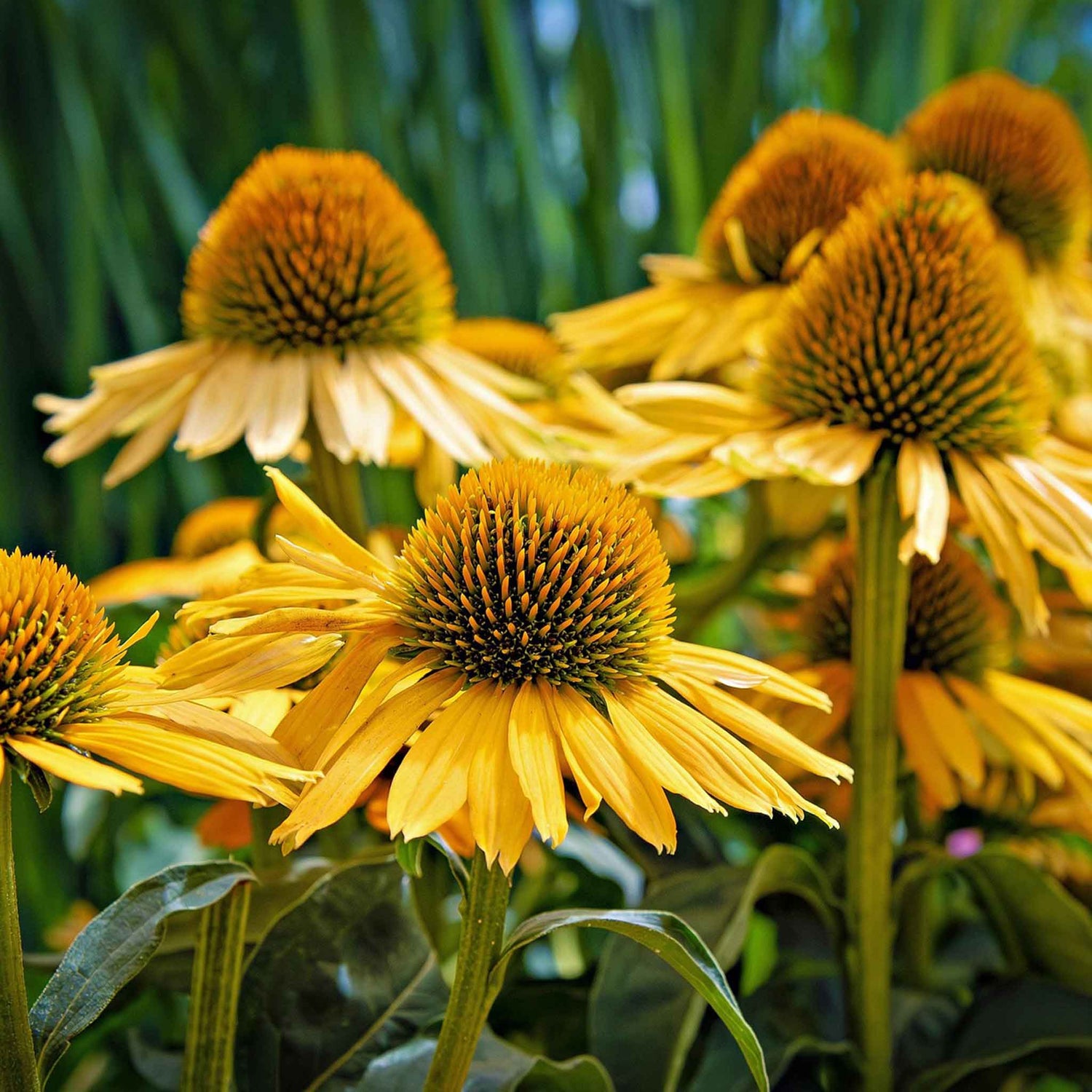 Echinacea Offer