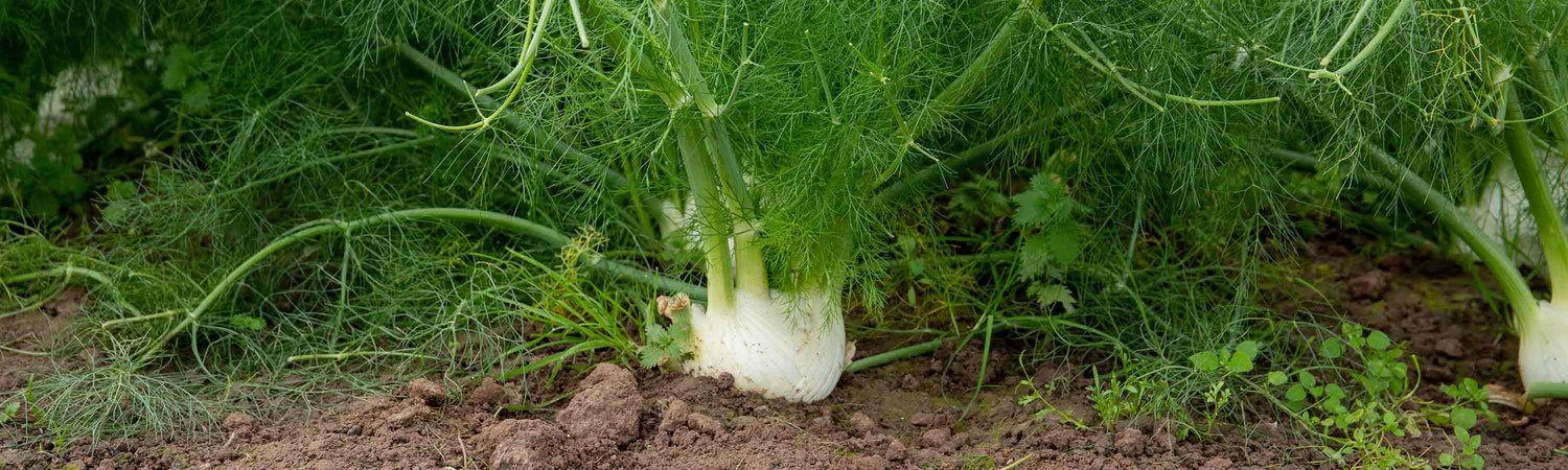 Fennel Seeds