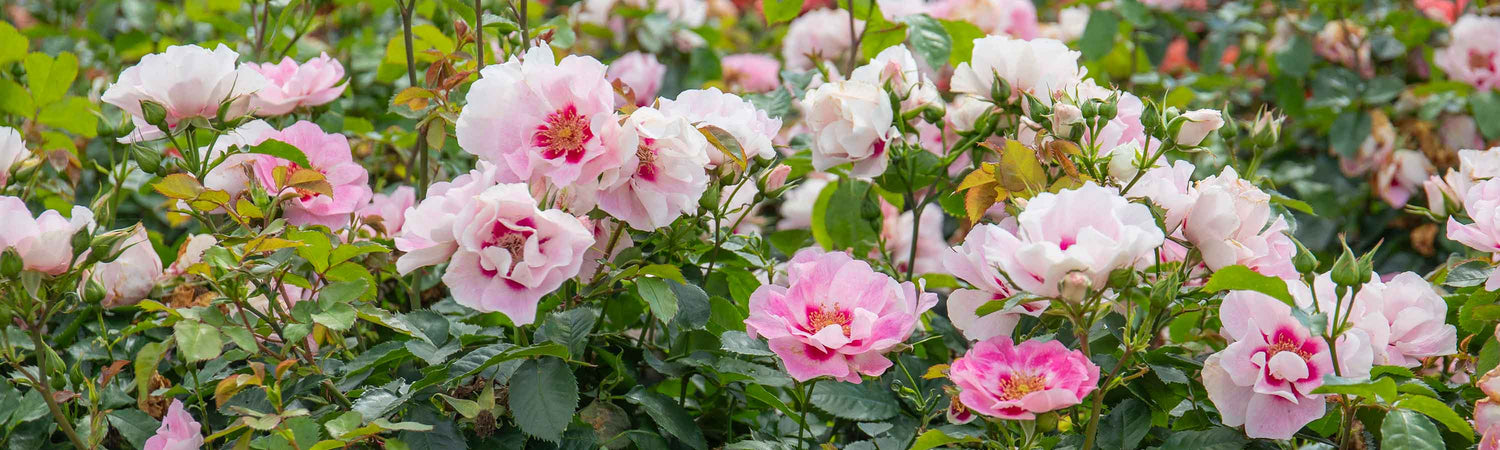 Floribunda Rose