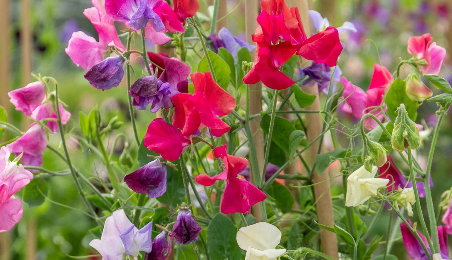 Flower Seeds at marshalls garden