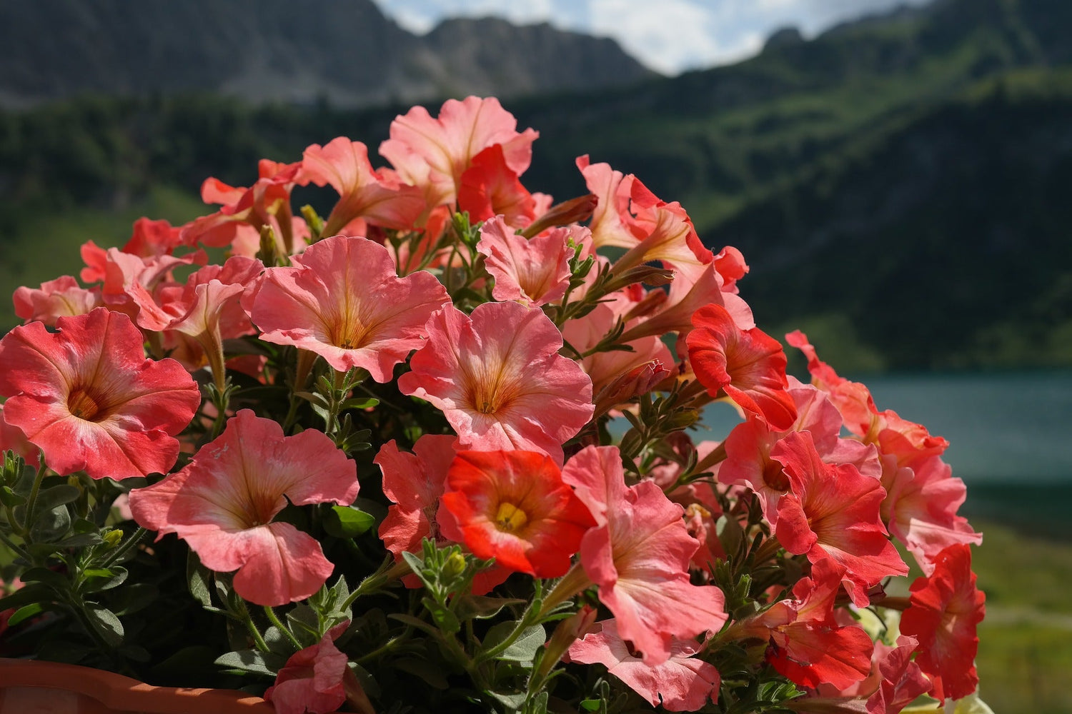 Flowering Plants