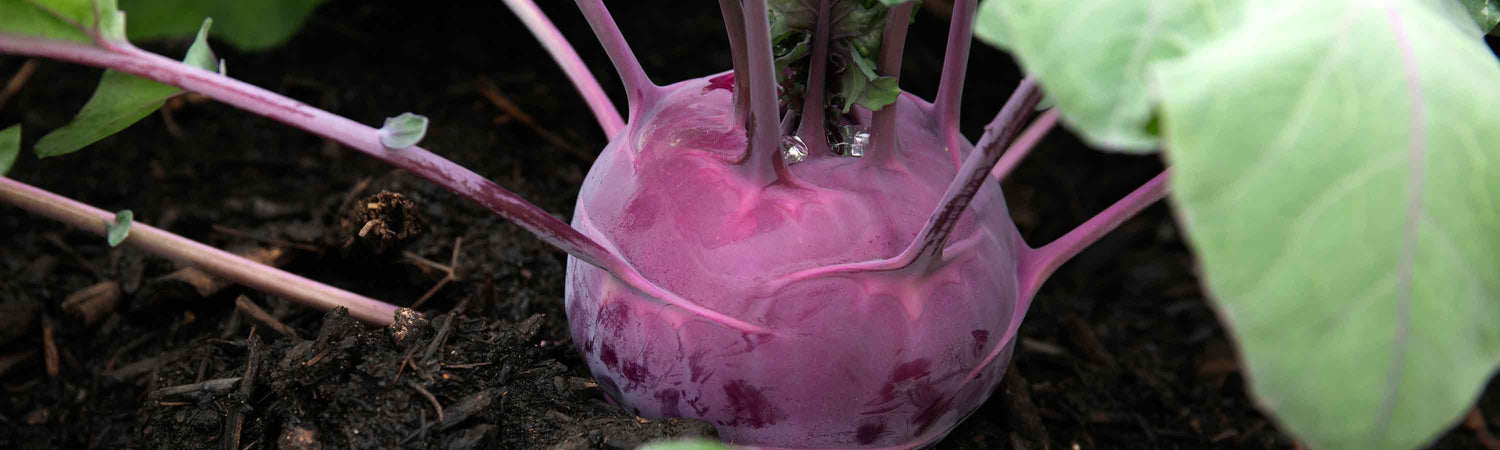 Kohl Rabi Plants