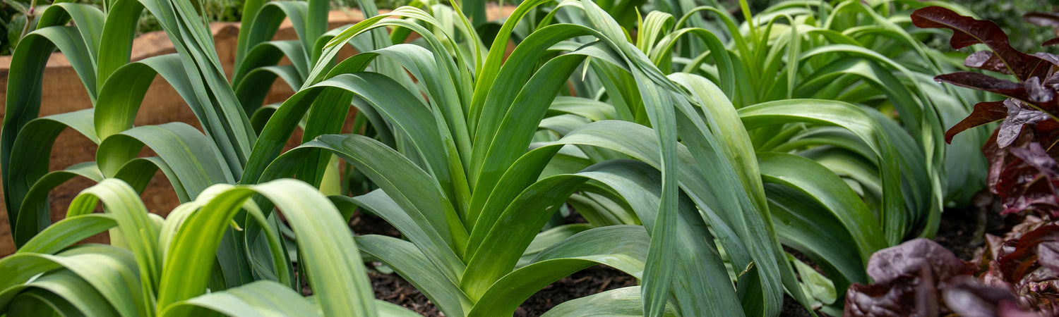 Vegetable Seedlings