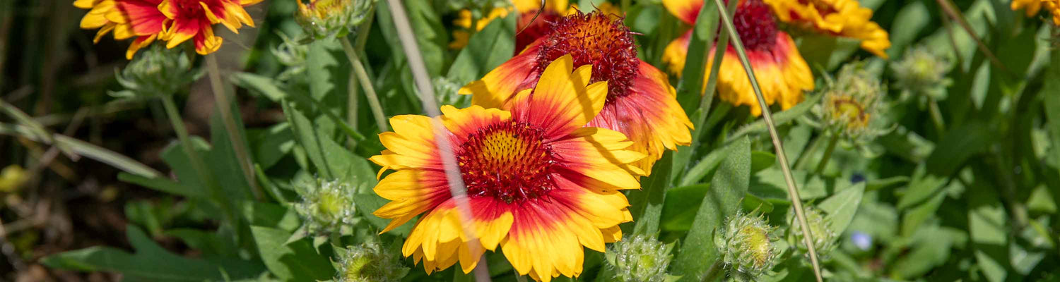 Gaillardia Seeds