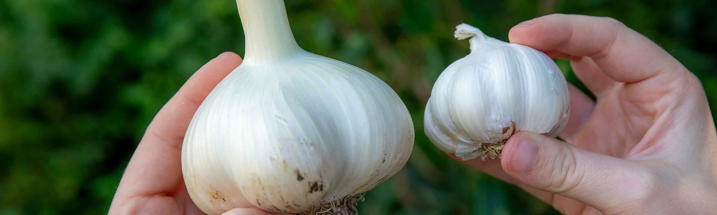 Spring Planting Garlic | Buy Spring Planting Garlic Online | Marshalls ...