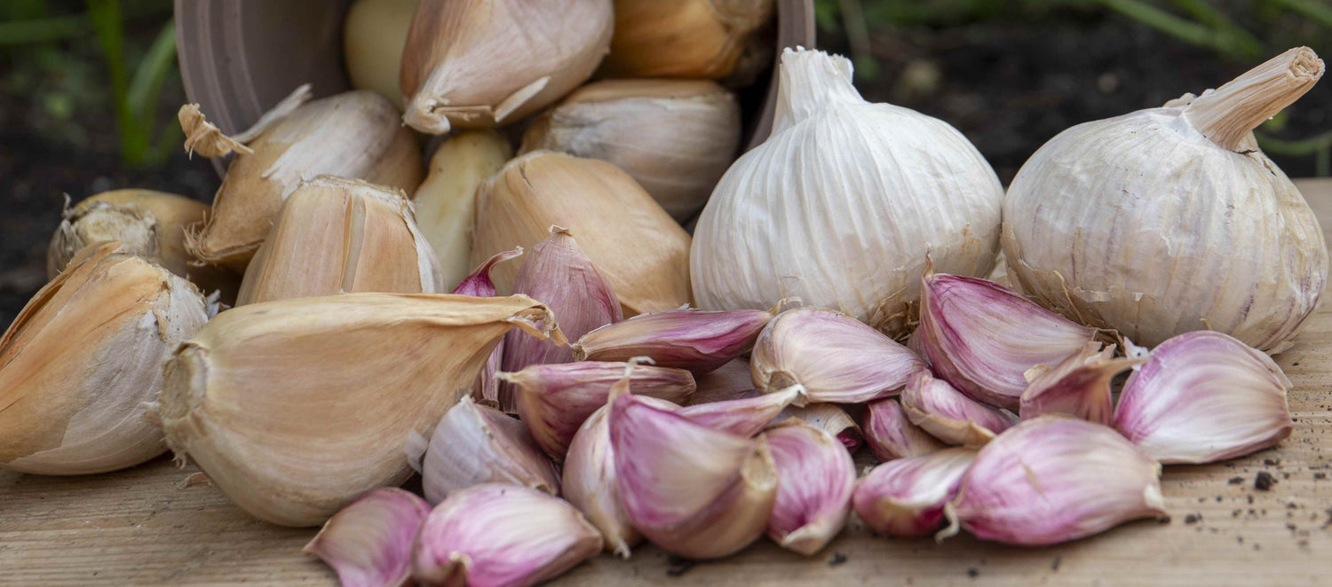 Garlic
