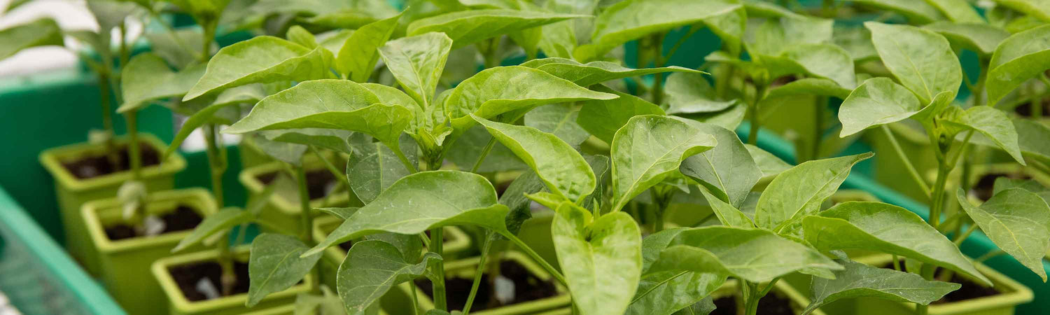Grafted Vegetables Multibuy Offer