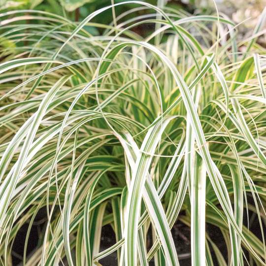 Ornamental Grasses