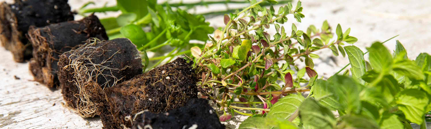 Herb Offer