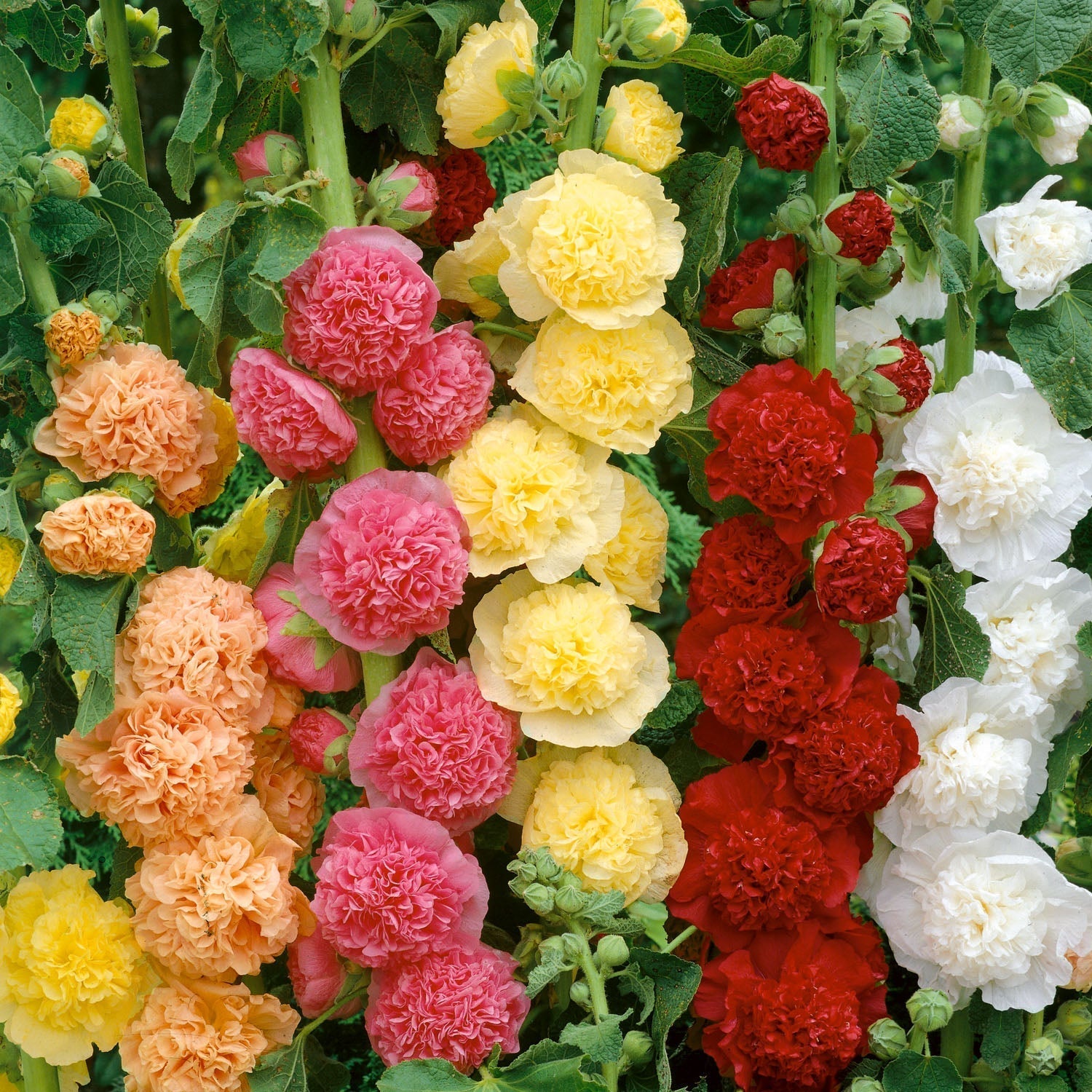 Hollyhock Plants