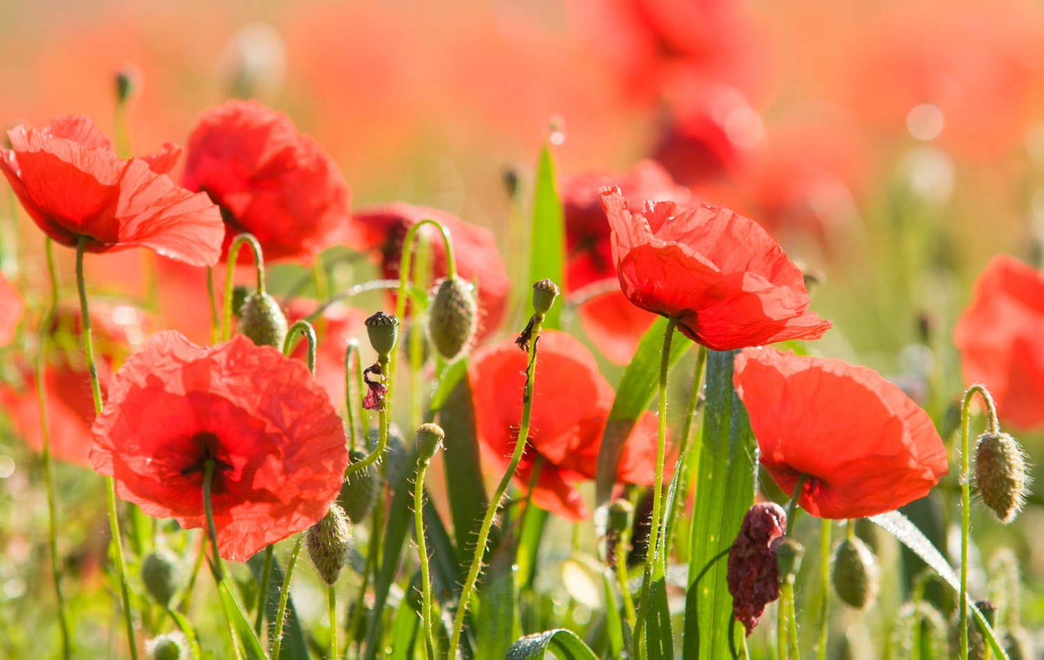 poppies