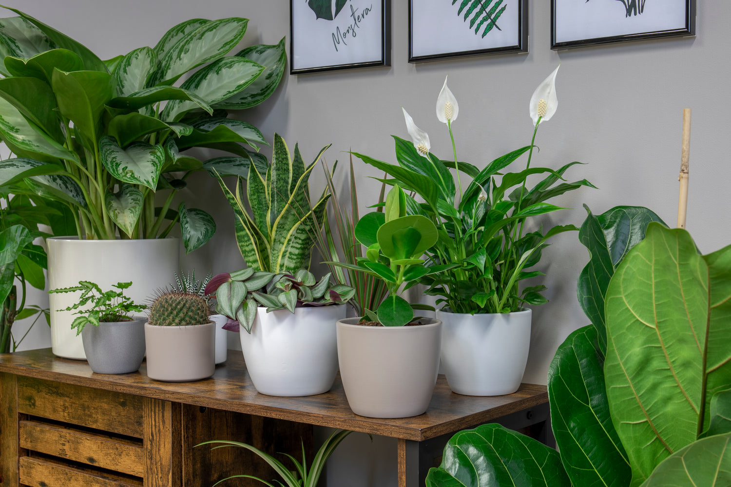 New Houseplants for 2021