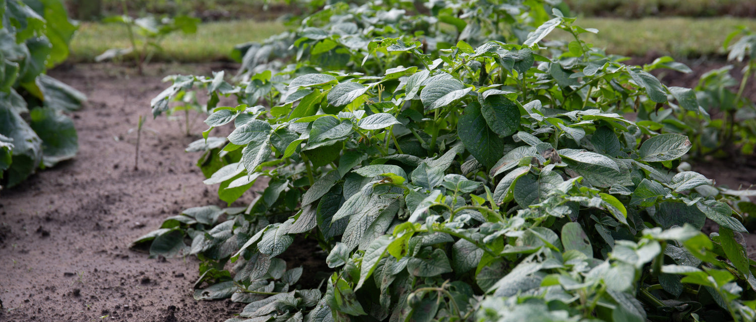 Gardeners World GWE104